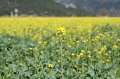 IMG_0420