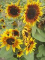 IMG_3439