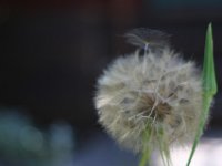 IMG 7319