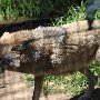 3 legged coyote