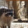 Raccoon