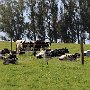 Cows